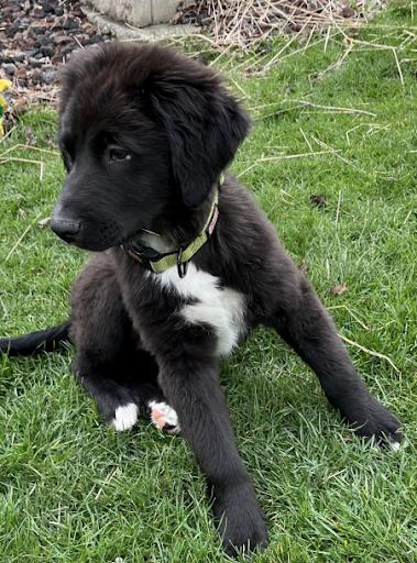 Enlarge Dru, a Adoptable mixed breed in Oswego, IL image 2/3