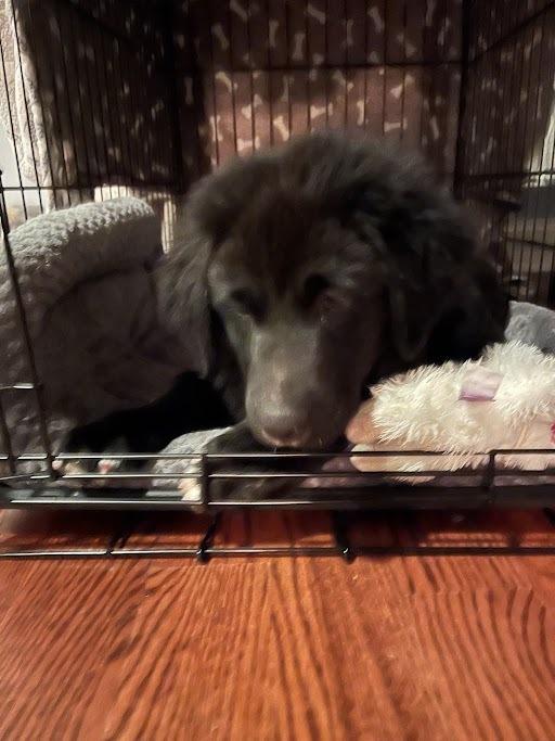 Enlarge Dru, a Adoptable mixed breed in Oswego, IL image 3/3