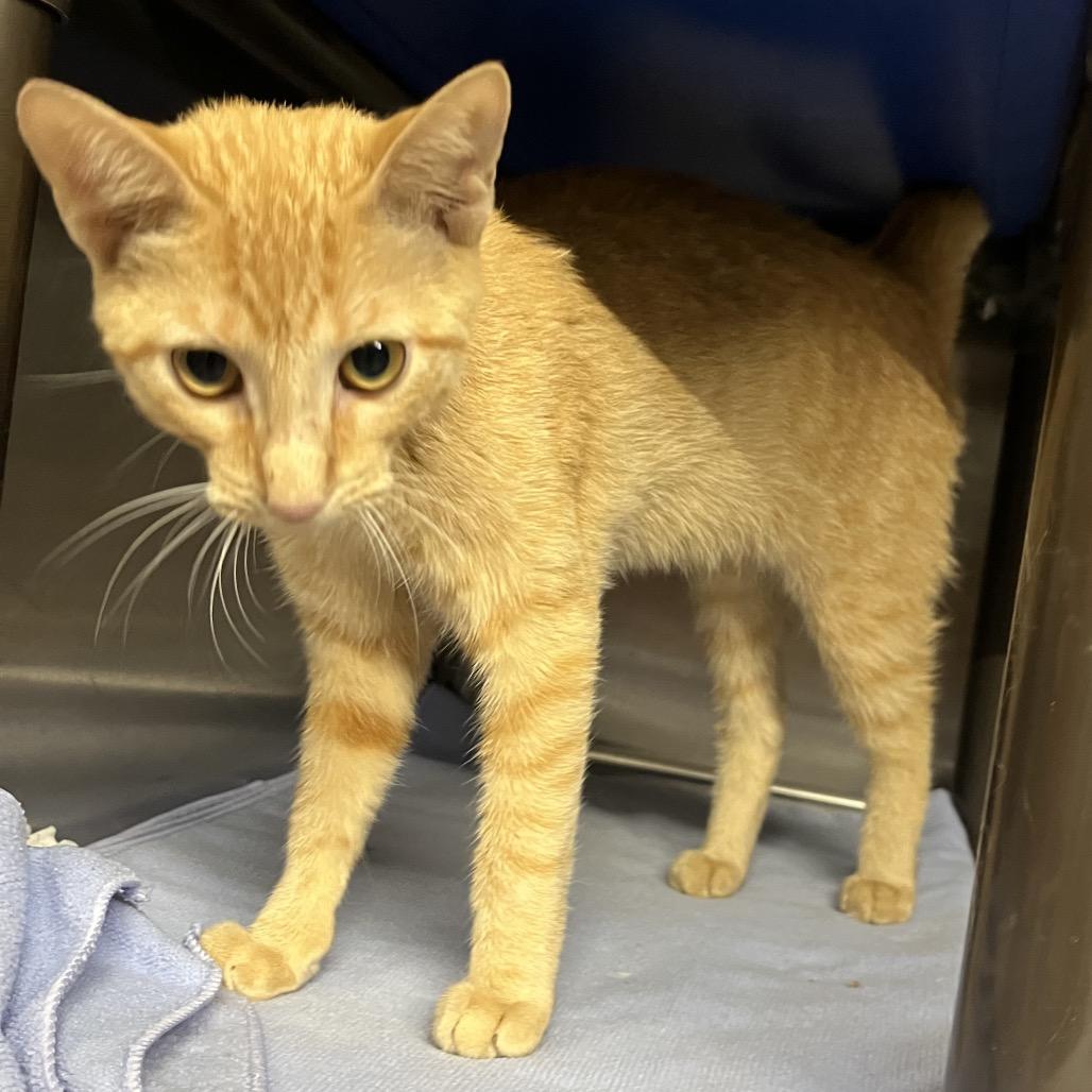Enlarge Tia, a Adoptable Domestic Short Hair in Asher, OK image 1/5