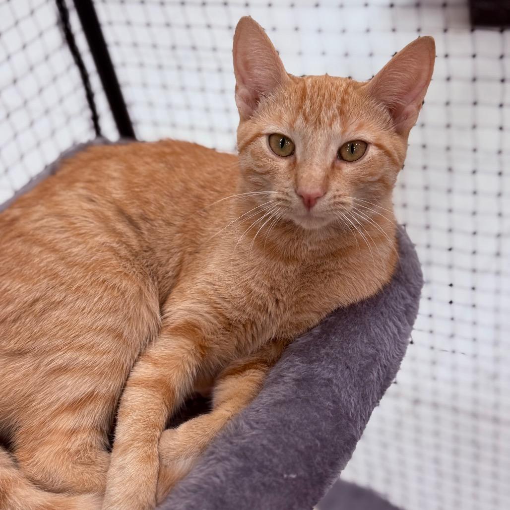 Enlarge Tia, a Adoptable Domestic Short Hair in Asher, OK image 2/5