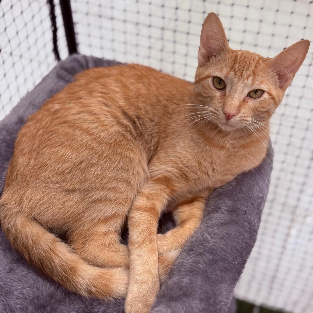 Enlarge Tia, a Adoptable Domestic Short Hair in Asher, OK image 3/5