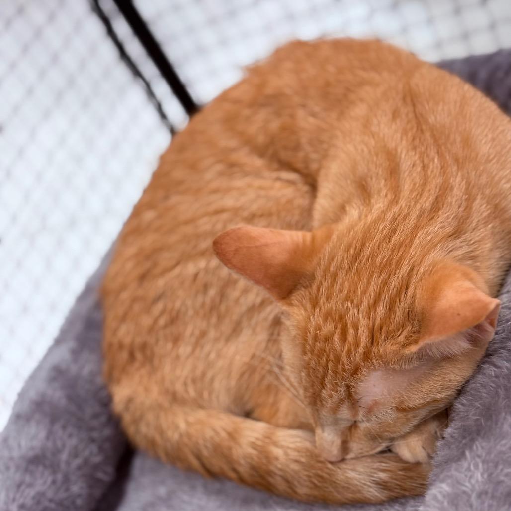 Enlarge Tia, a Adoptable Domestic Short Hair in Asher, OK image 4/5