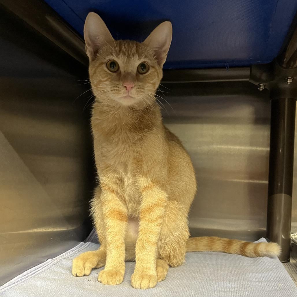 Enlarge Tia, a Adoptable Domestic Short Hair in Asher, OK image 5/5