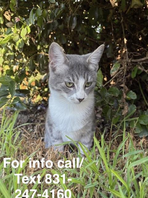 Enlarge Rabbit (no tail!), a ADOPTABLE mixed breed in Santa Cruz, CA image 3/6