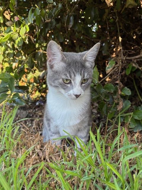 Enlarge Rabbit (no tail!), a ADOPTABLE mixed breed in Santa Cruz, CA image 5/6