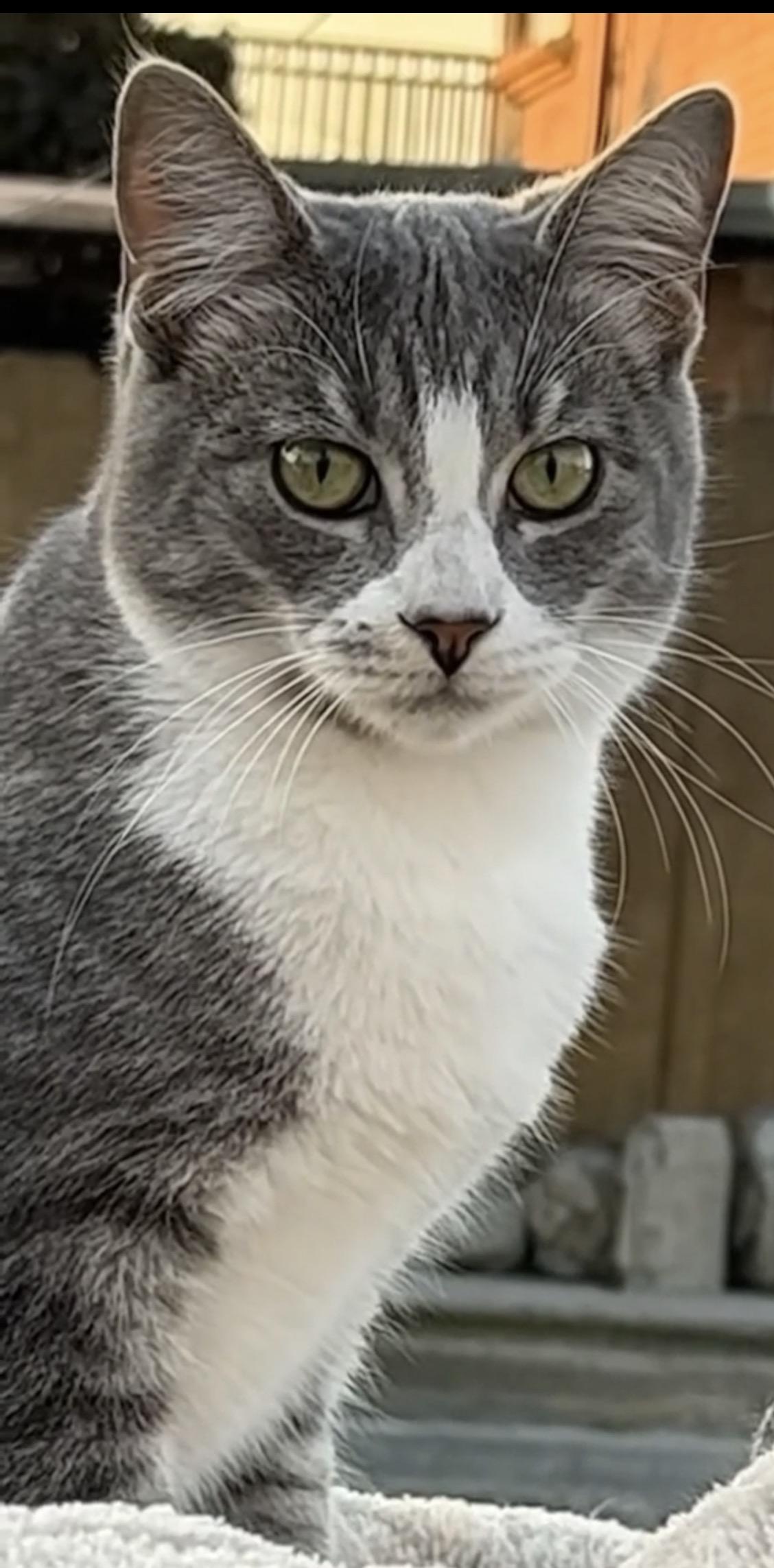 Enlarge Rabbit (no tail!), a ADOPTABLE mixed breed in Santa Cruz, CA image 3/6