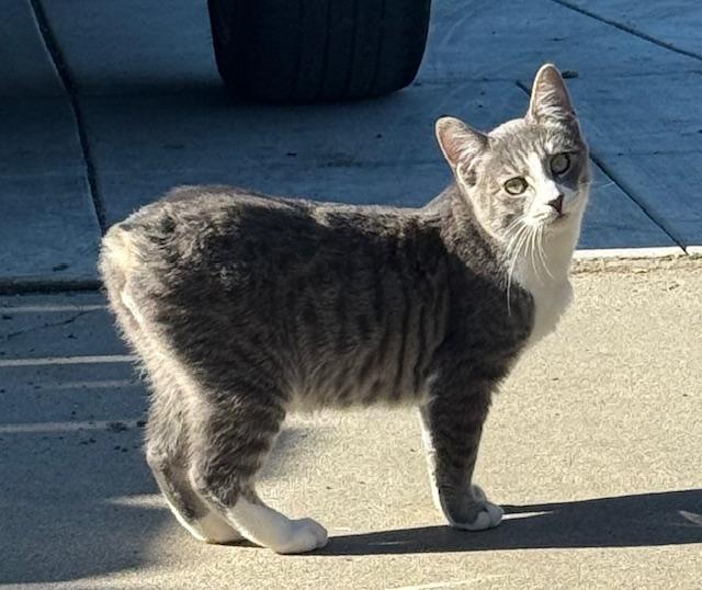 Enlarge Rabbit (no tail!), a ADOPTABLE mixed breed in Santa Cruz, CA image 1/6