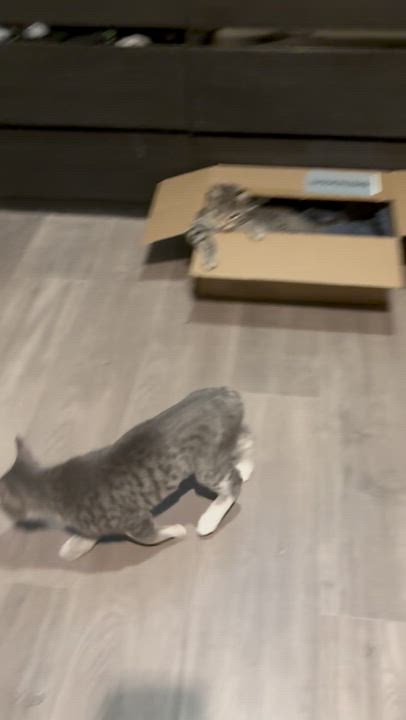 Enlarge Rabbit (no tail!), a ADOPTABLE mixed breed in Santa Cruz, CA video 6/6