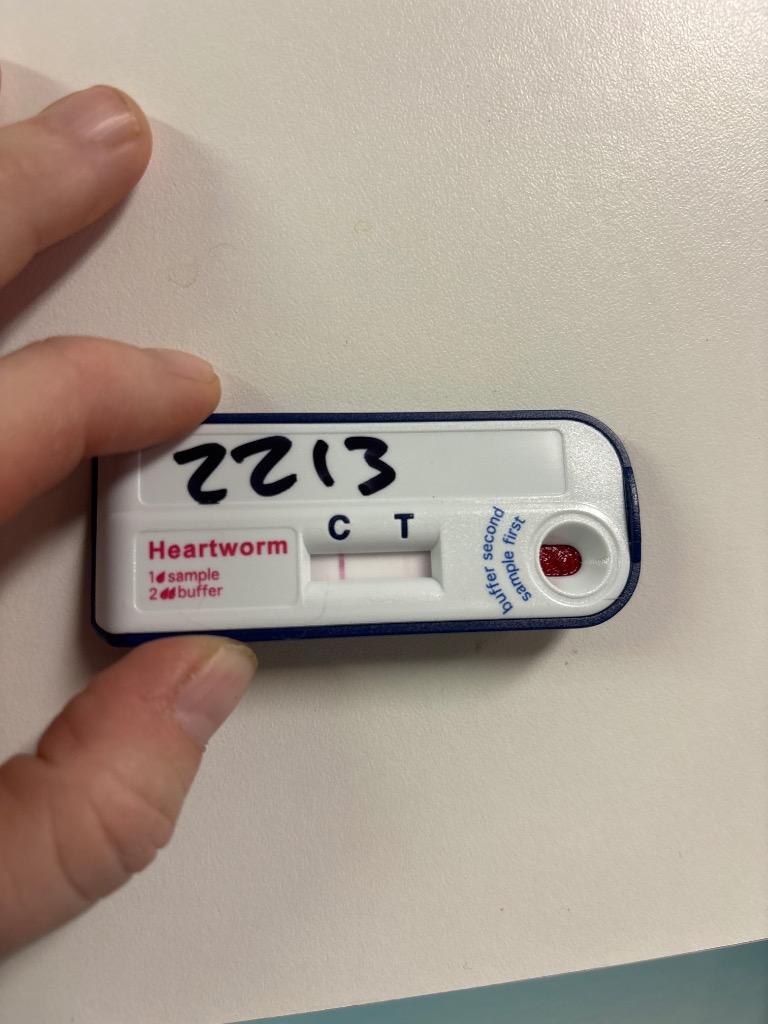 D2212-25 Little Lamb, Adoptable, Adult Female Chihuahua.