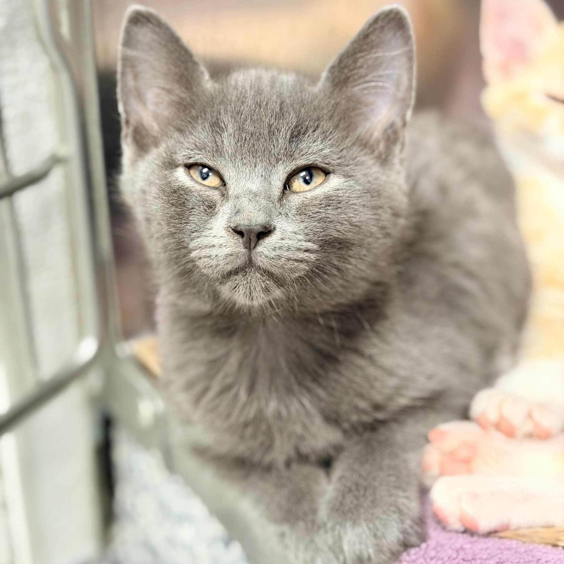 Enlarge Blueberry, an adopted Domestic Short Hair in Manahawkin, NJ image 2/3