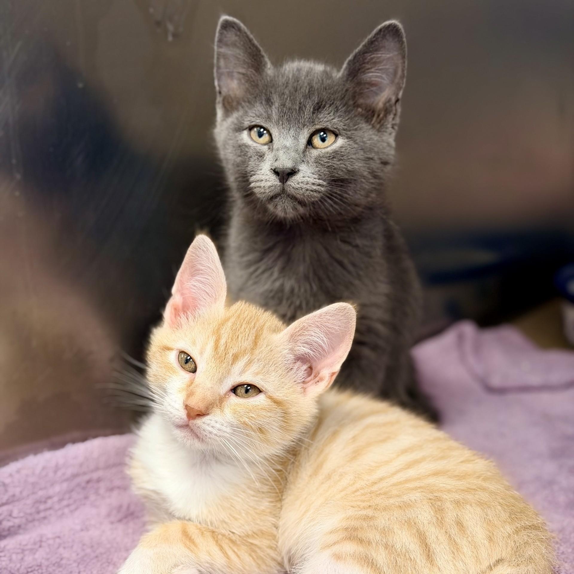 Enlarge Blueberry, an adopted Domestic Short Hair in Manahawkin, NJ image 3/3