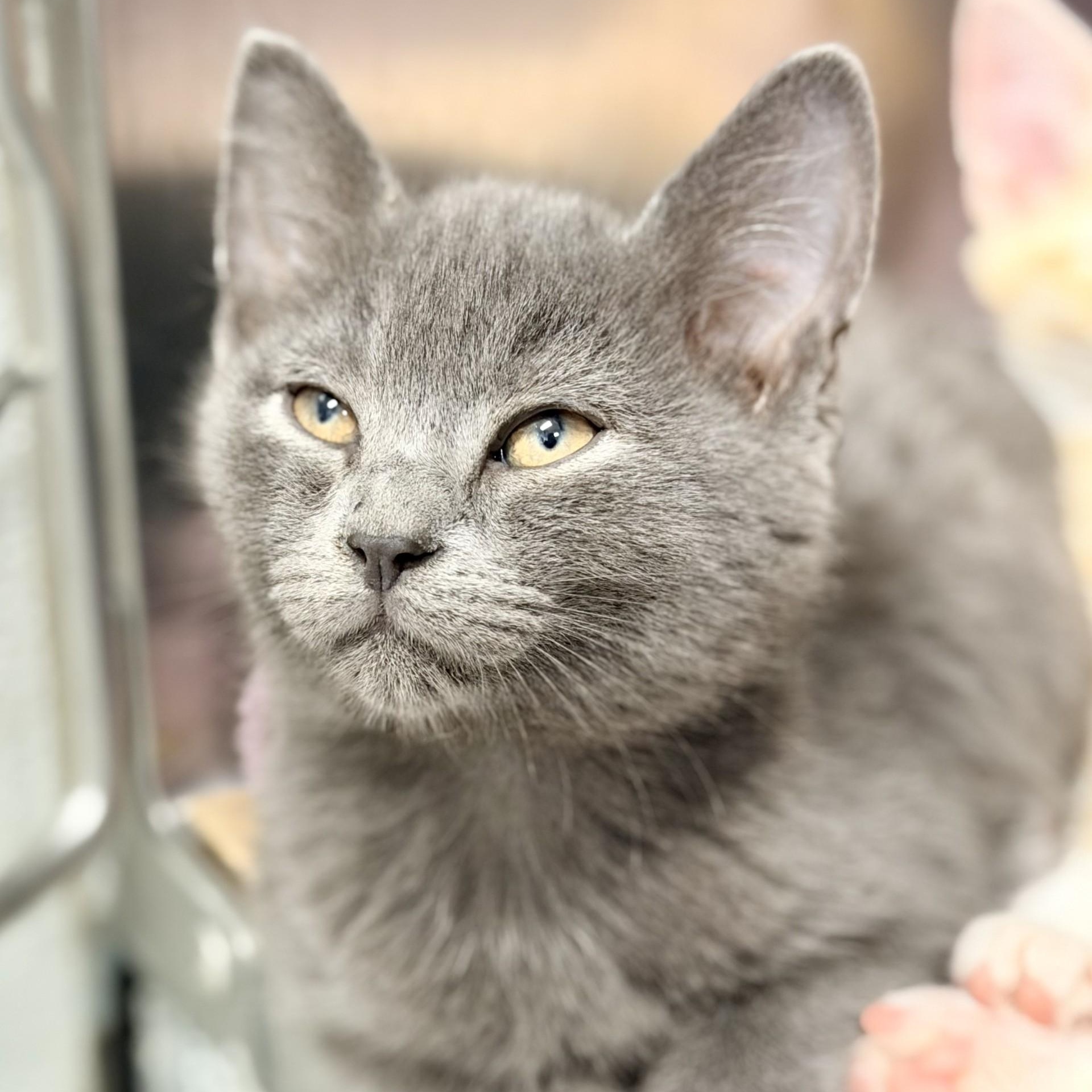 Blueberry, adopted, Kitten Male Domestic Short Hair.