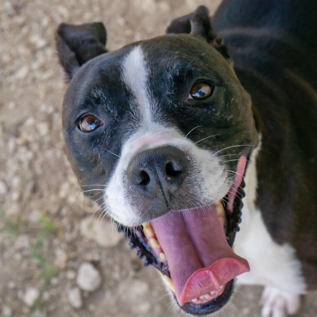 Cleo, Adoptable, Senior Female Mixed Breed & Mixed Breed.