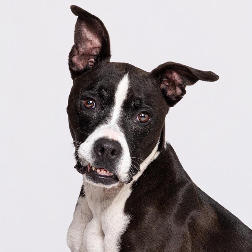 Cleo, a Adoptable mixed breed in Leander, TX image 2/6