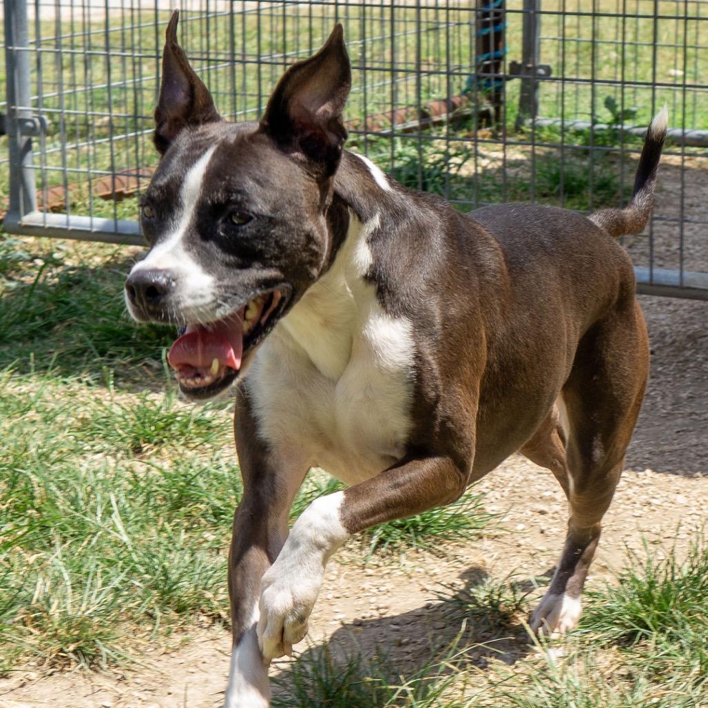 Cleo, a Adoptable mixed breed in Leander, TX image 3/6