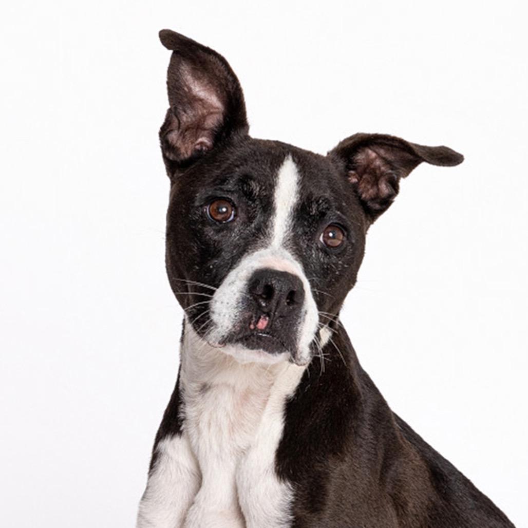Cleo, a Adoptable mixed breed in Leander, TX image 4/6