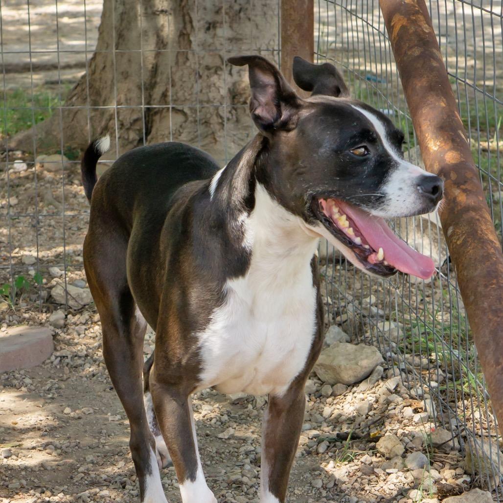 Cleo, a Adoptable mixed breed in Leander, TX image 5/6