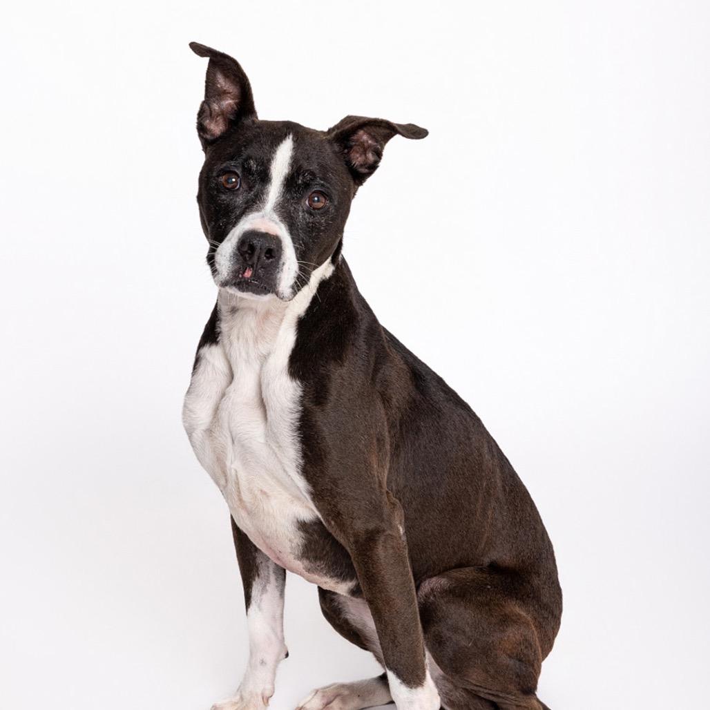 Cleo, a Adoptable mixed breed in Leander, TX image 6/6