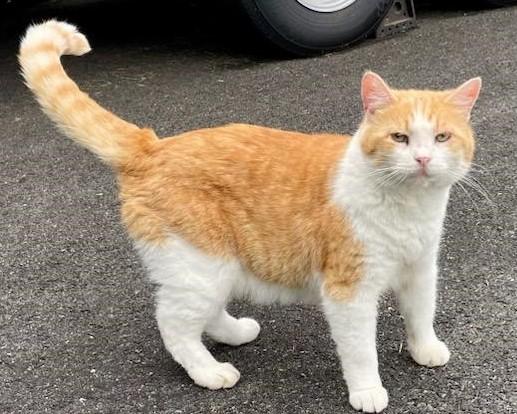 Rambo, Senior Male unknown
