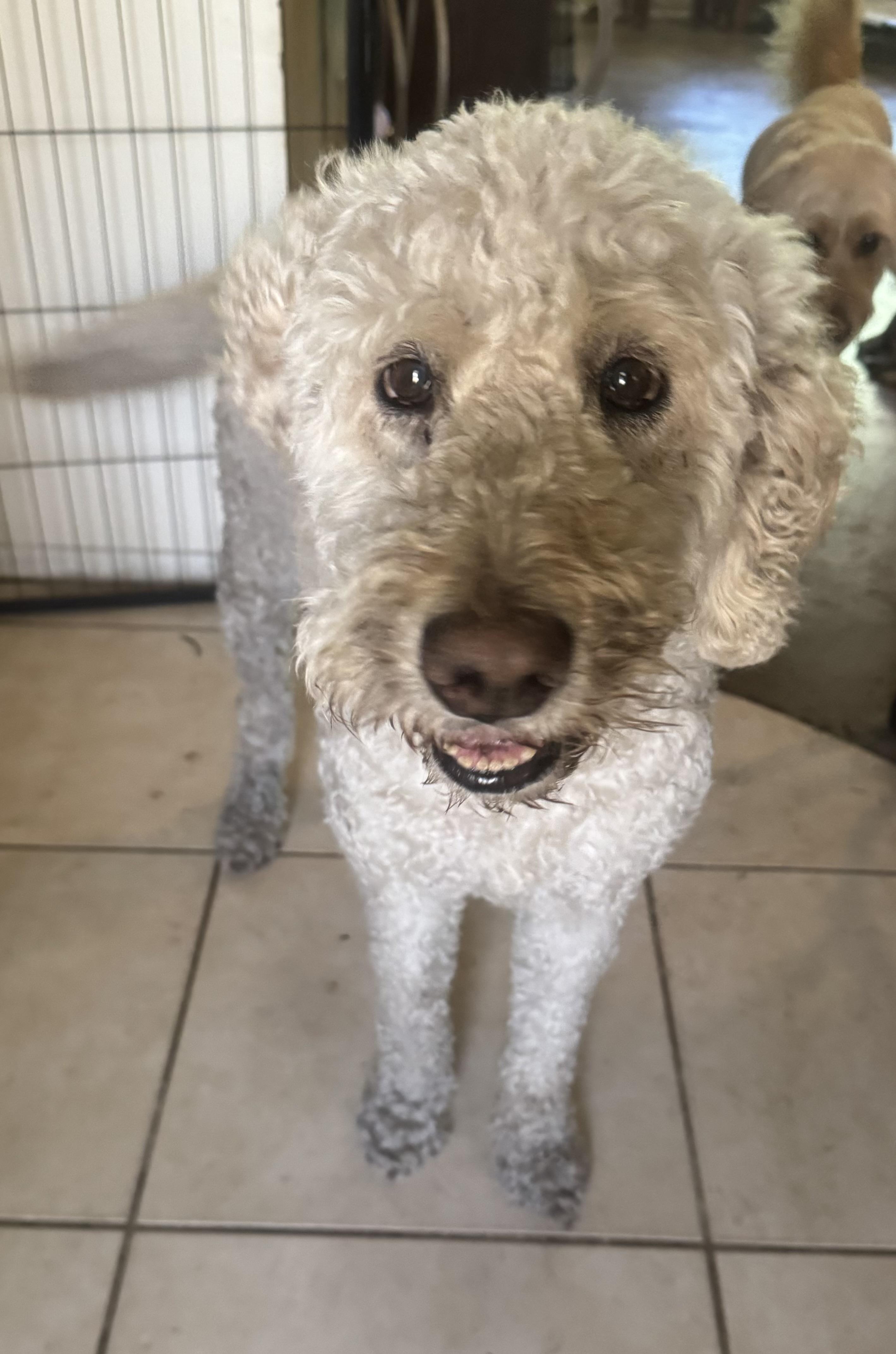 Mia, an adopted Goldendoodle in Palm Harbor, FL image 1/6