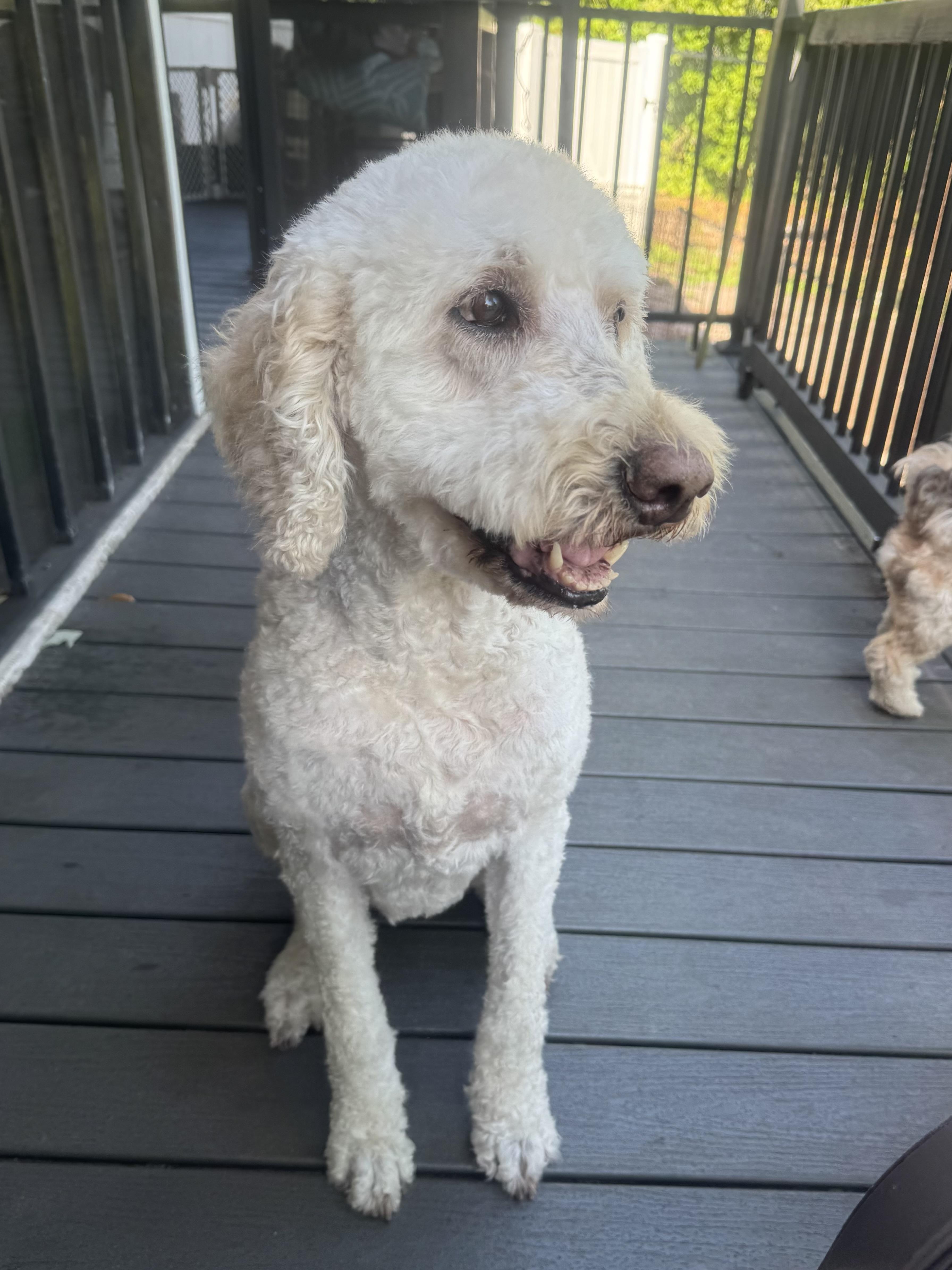 Mia, an adopted Goldendoodle in Palm Harbor, FL image 4/6