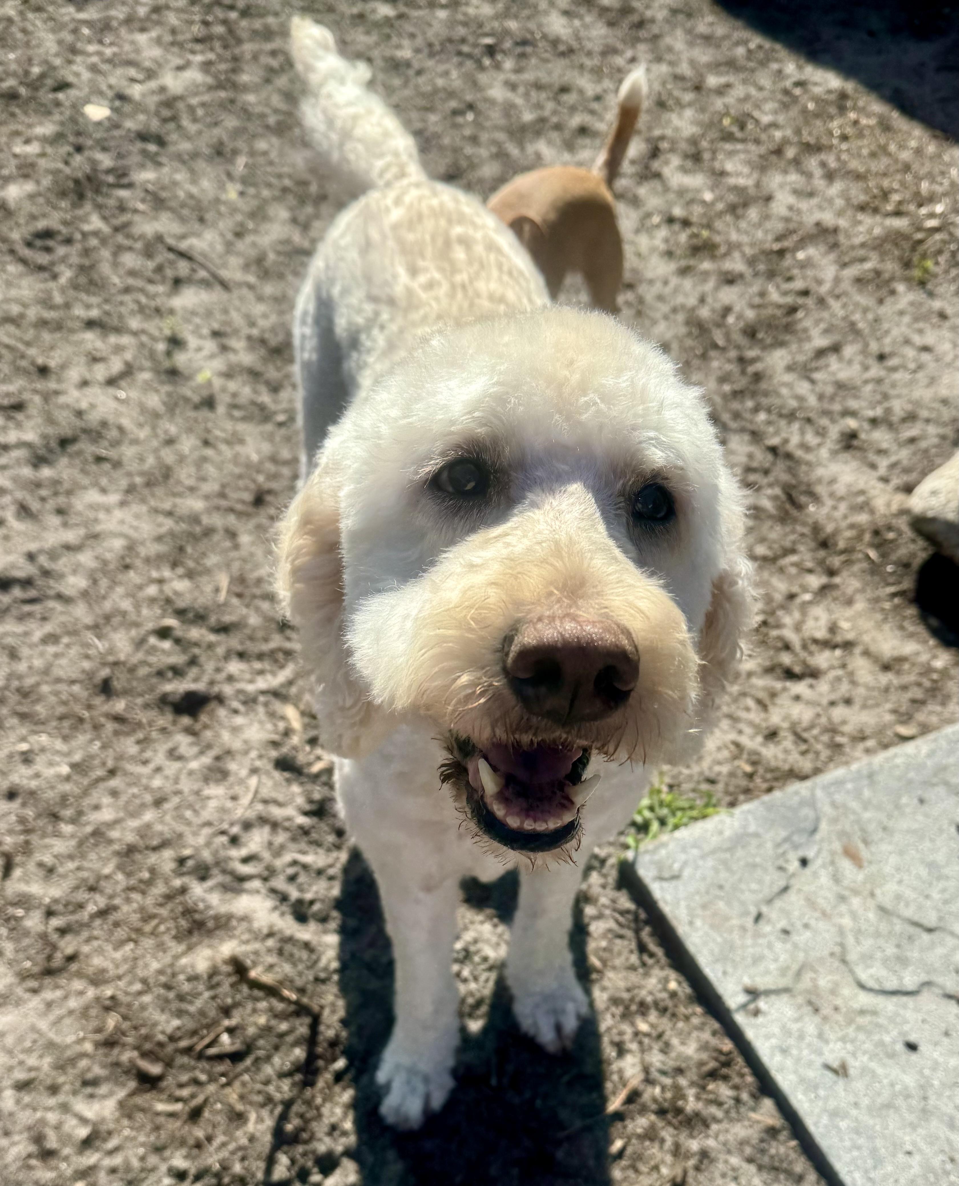 Mia, an adopted Goldendoodle in Palm Harbor, FL image 5/6