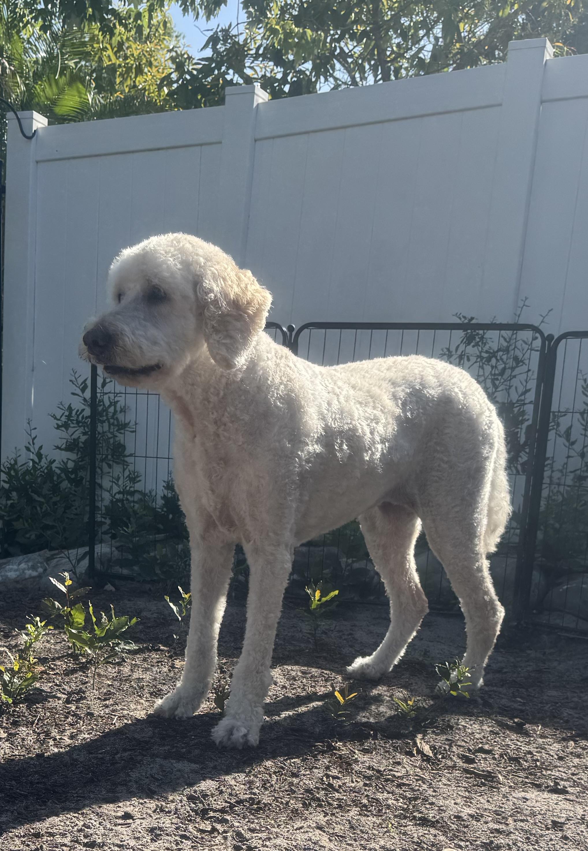 Mia, an adopted Goldendoodle in Palm Harbor, FL image 3/6