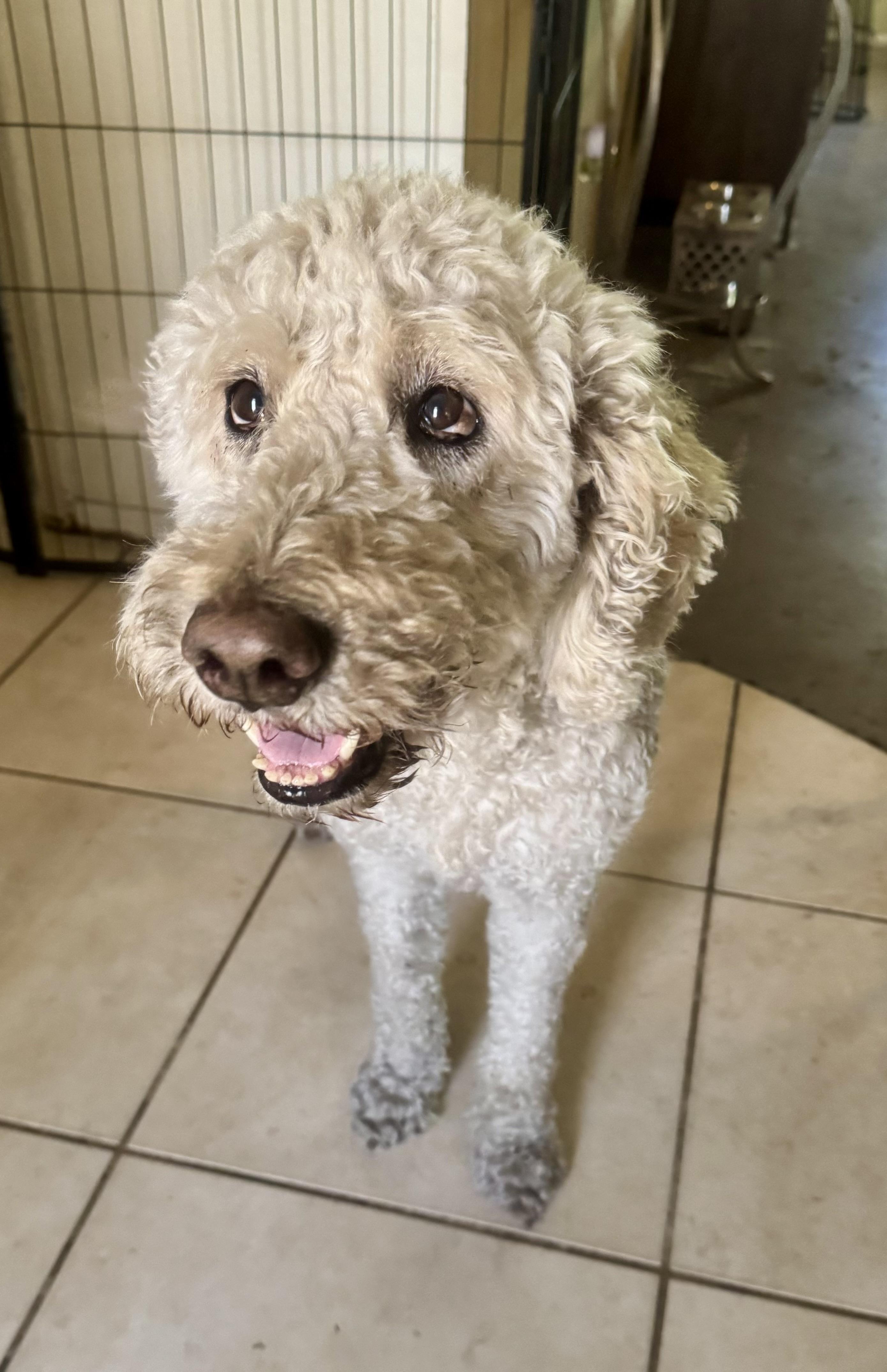 Mia, an adopted Goldendoodle in Palm Harbor, FL image 2/6