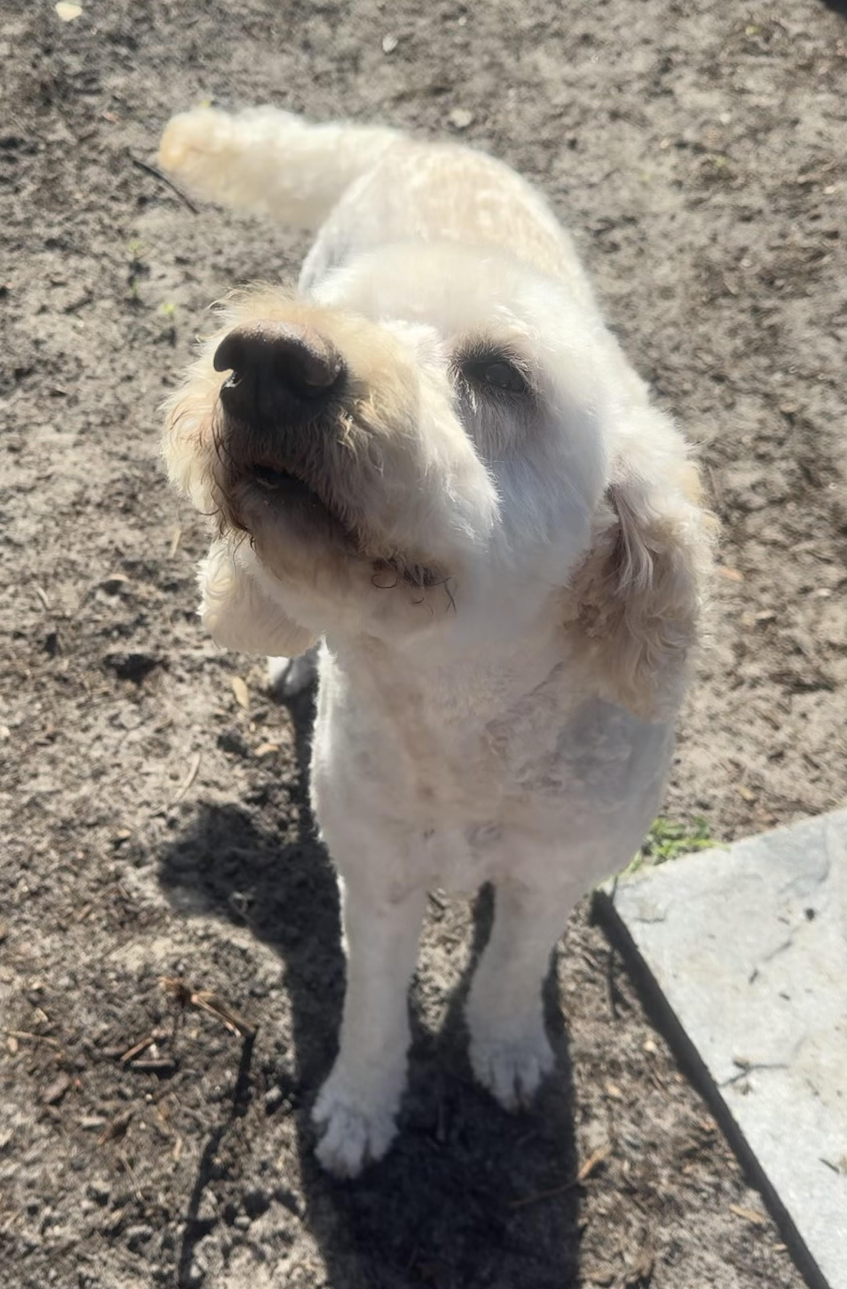 Mia, an adopted Goldendoodle in Palm Harbor, FL image 6/6