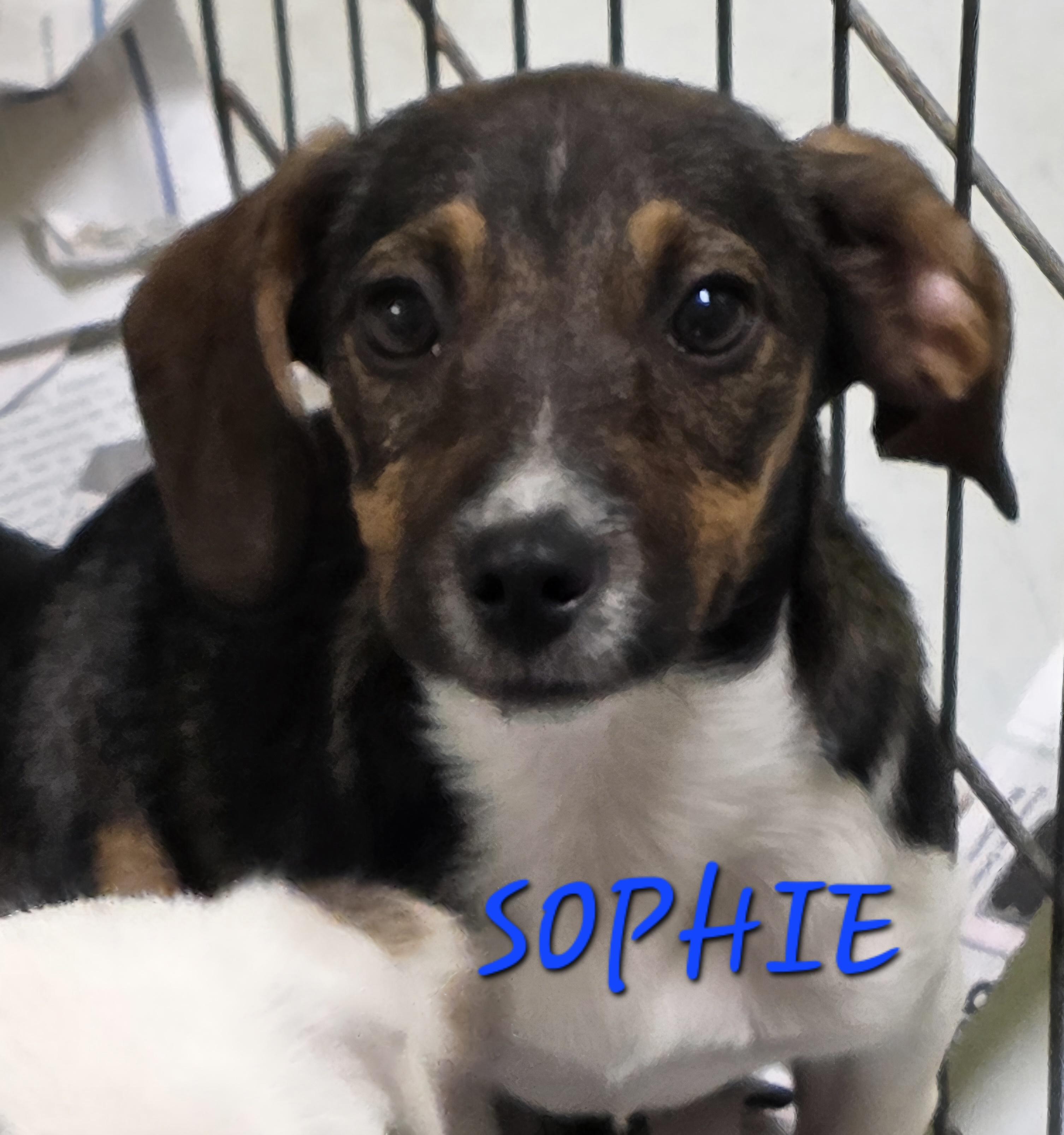 Sophie, adopted, Puppy Female Jack Russell Terrier & Beagle.