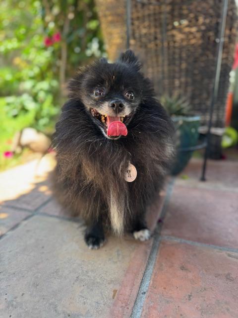 Matisse, Adopted, Senior Male Pomeranian.