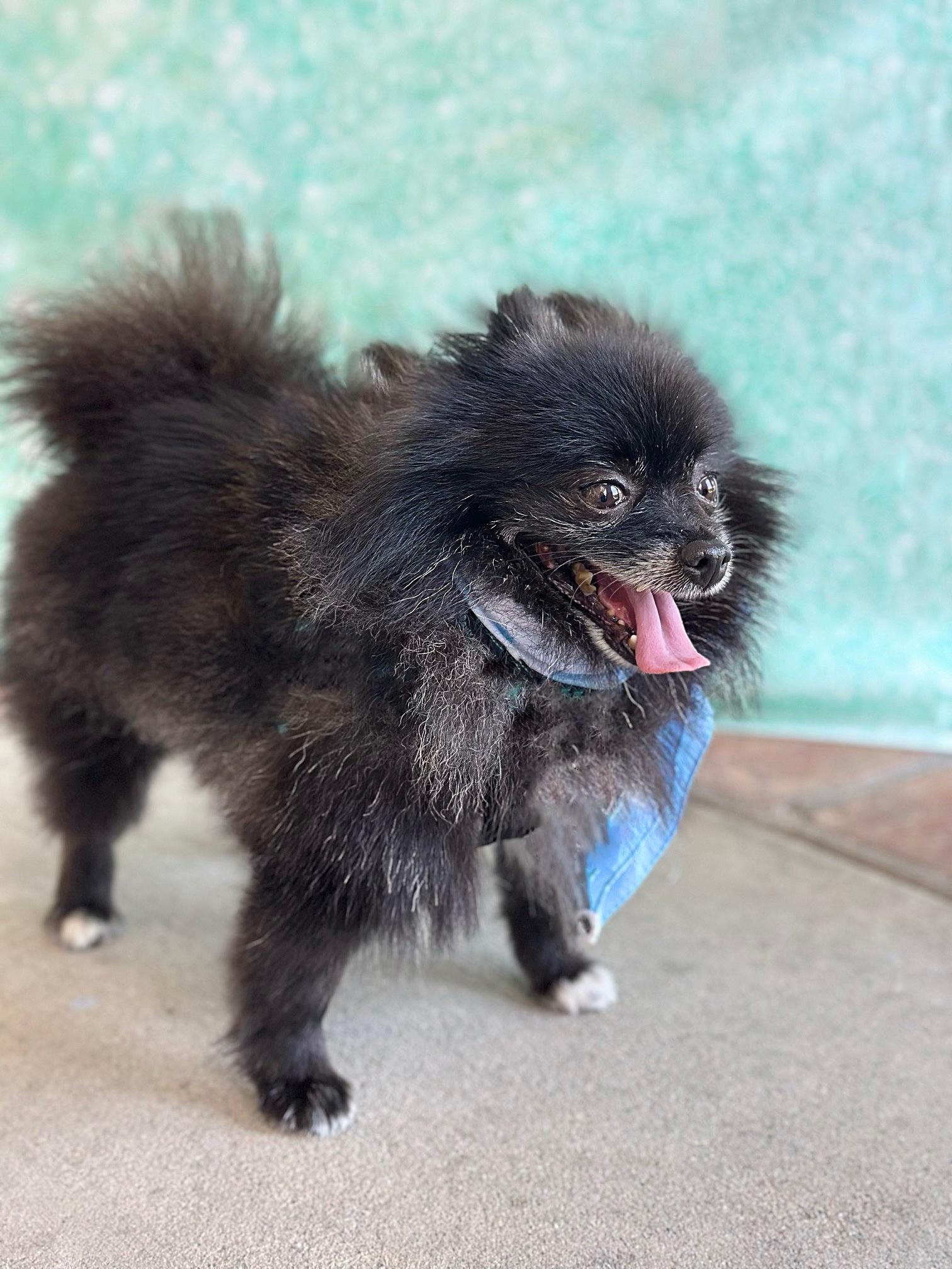 Matisse, a Adopted Pomeranian in Rancho Palos Verdes, CA image 2/6
