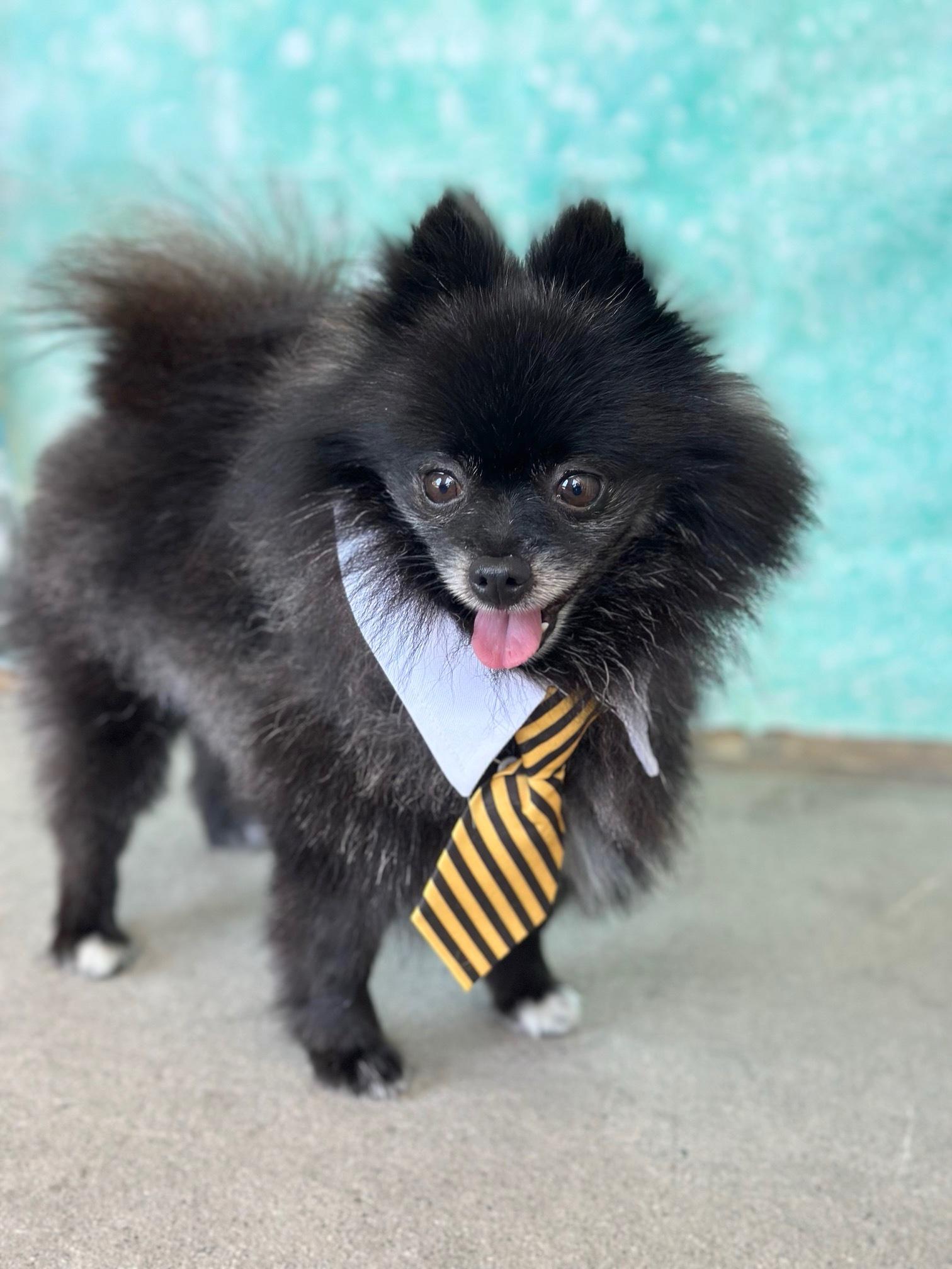 Matisse, a Adopted Pomeranian in Rancho Palos Verdes, CA image 3/6