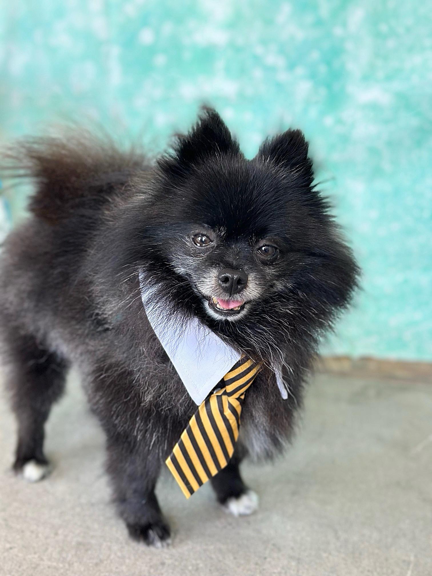 Matisse, a Adopted Pomeranian in Rancho Palos Verdes, CA image 4/6