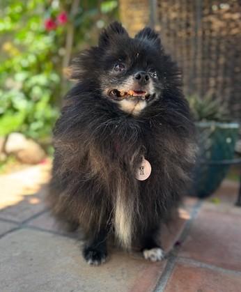 Matisse, a Adopted Pomeranian in Rancho Palos Verdes, CA image 5/6
