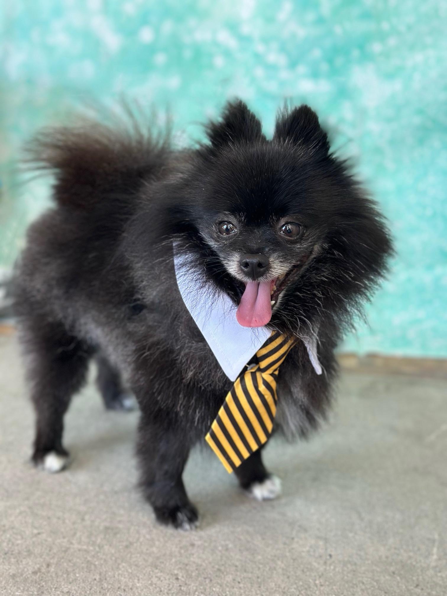 Matisse, a Adopted Pomeranian in Rancho Palos Verdes, CA image 6/6