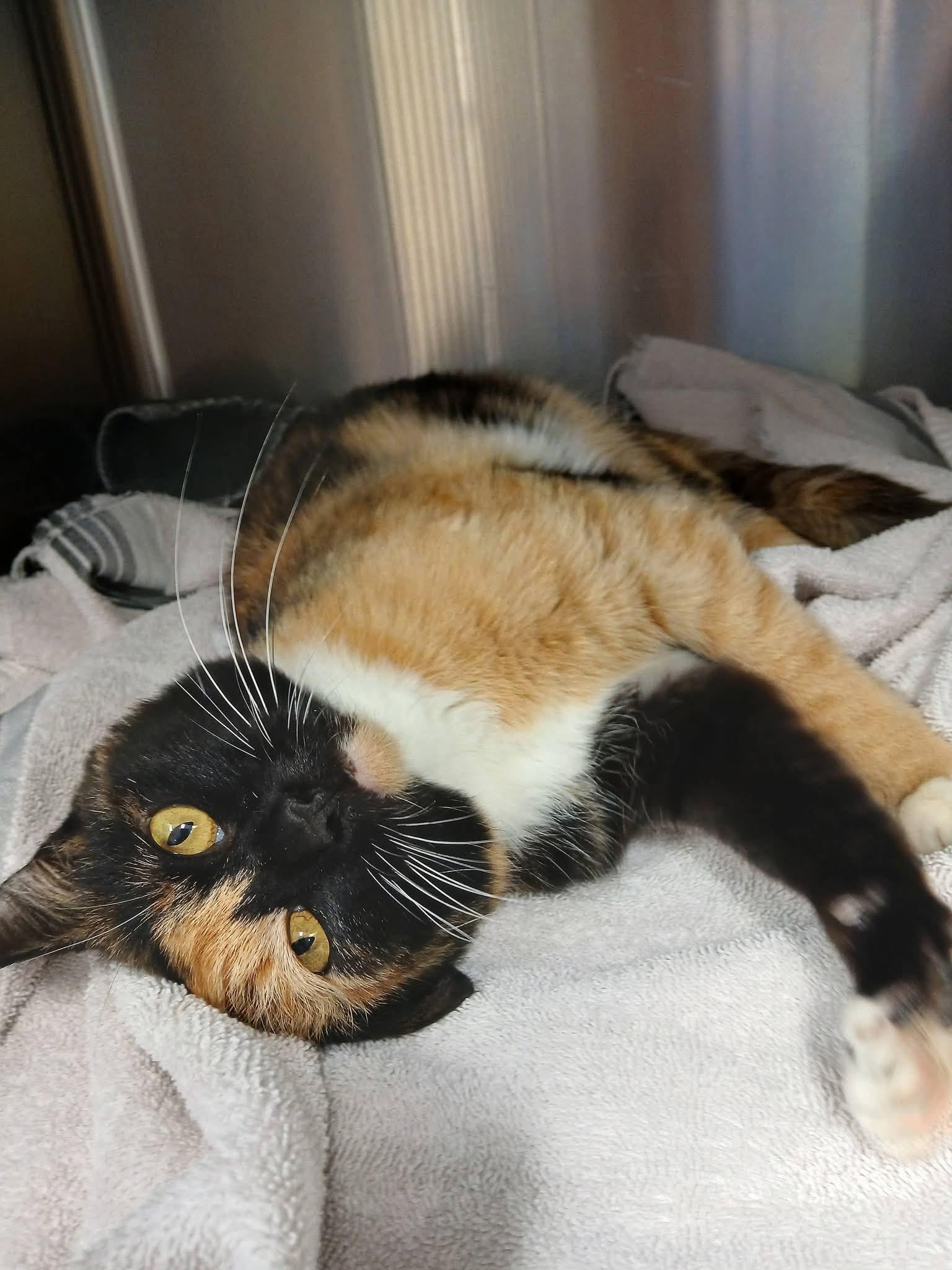 Pretty Girl, Adoptable, Young Female Tortoiseshell.