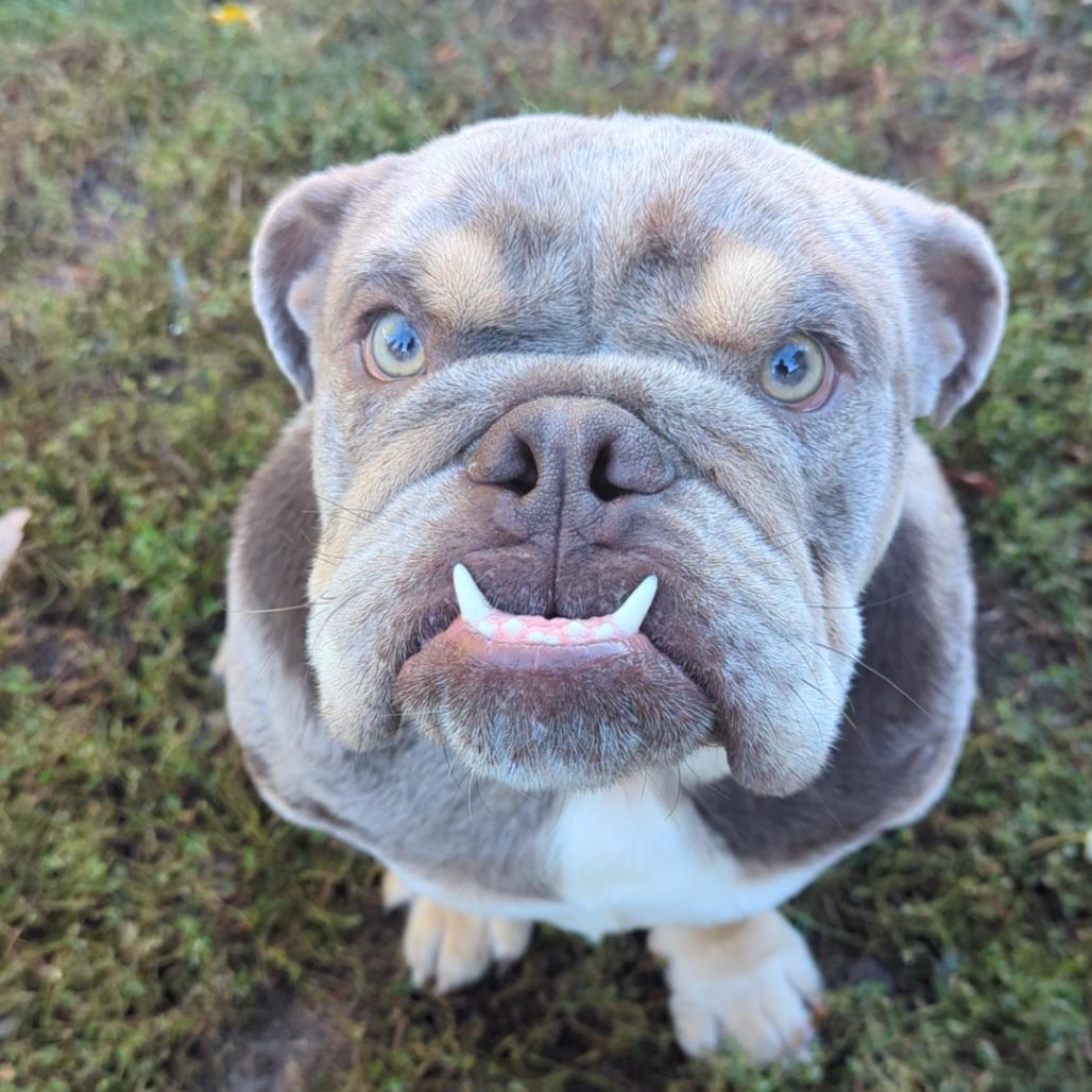 Momo, Adoptable, Adult Male English Bulldog.