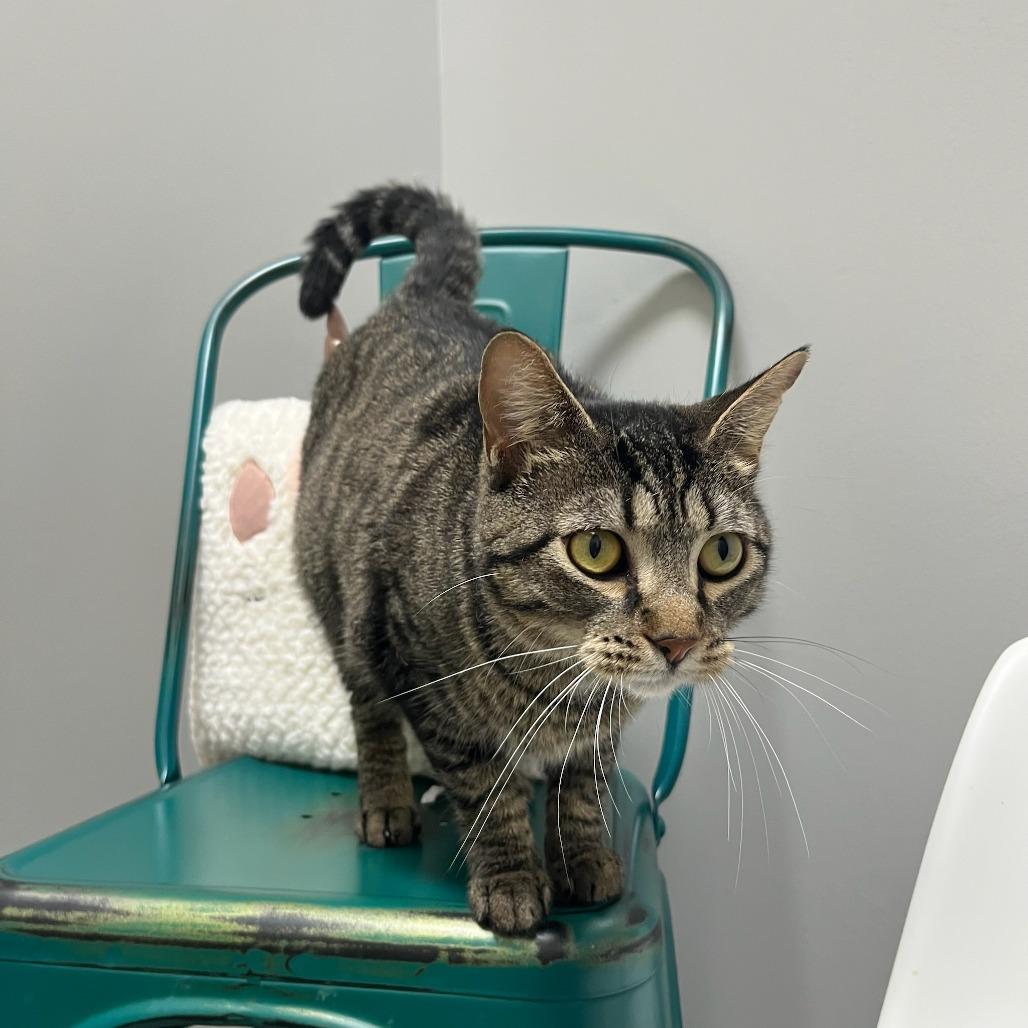 Enlarge Stormy, a Adoptable Domestic Short Hair in Normal, IL image 1/4