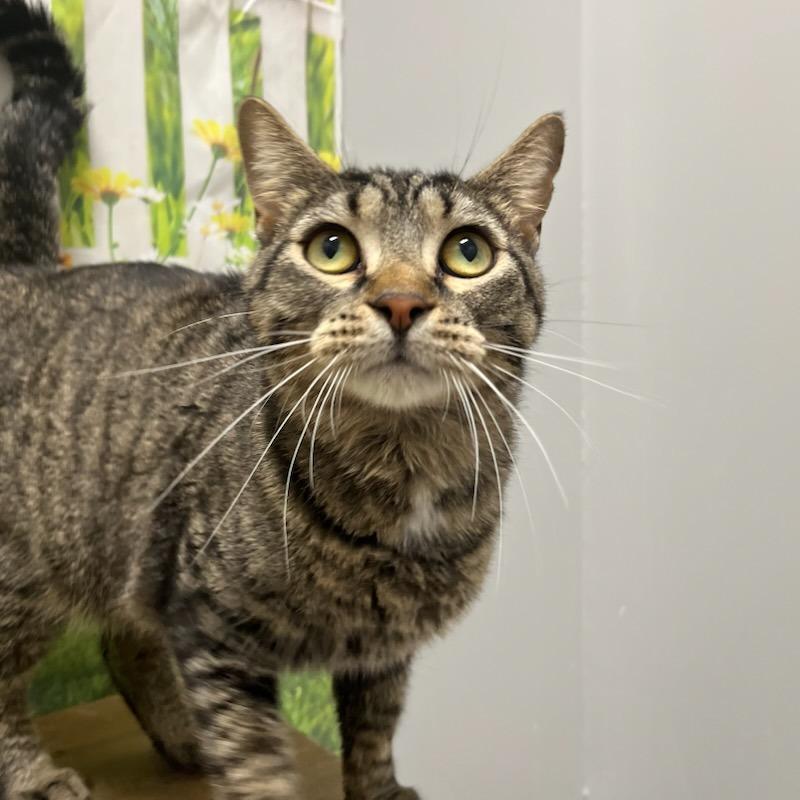 Enlarge Stormy, a Adoptable Domestic Short Hair in Normal, IL image 3/4