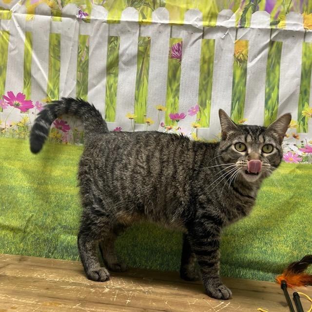 Enlarge Stormy, a Adoptable Domestic Short Hair in Normal, IL image 4/4