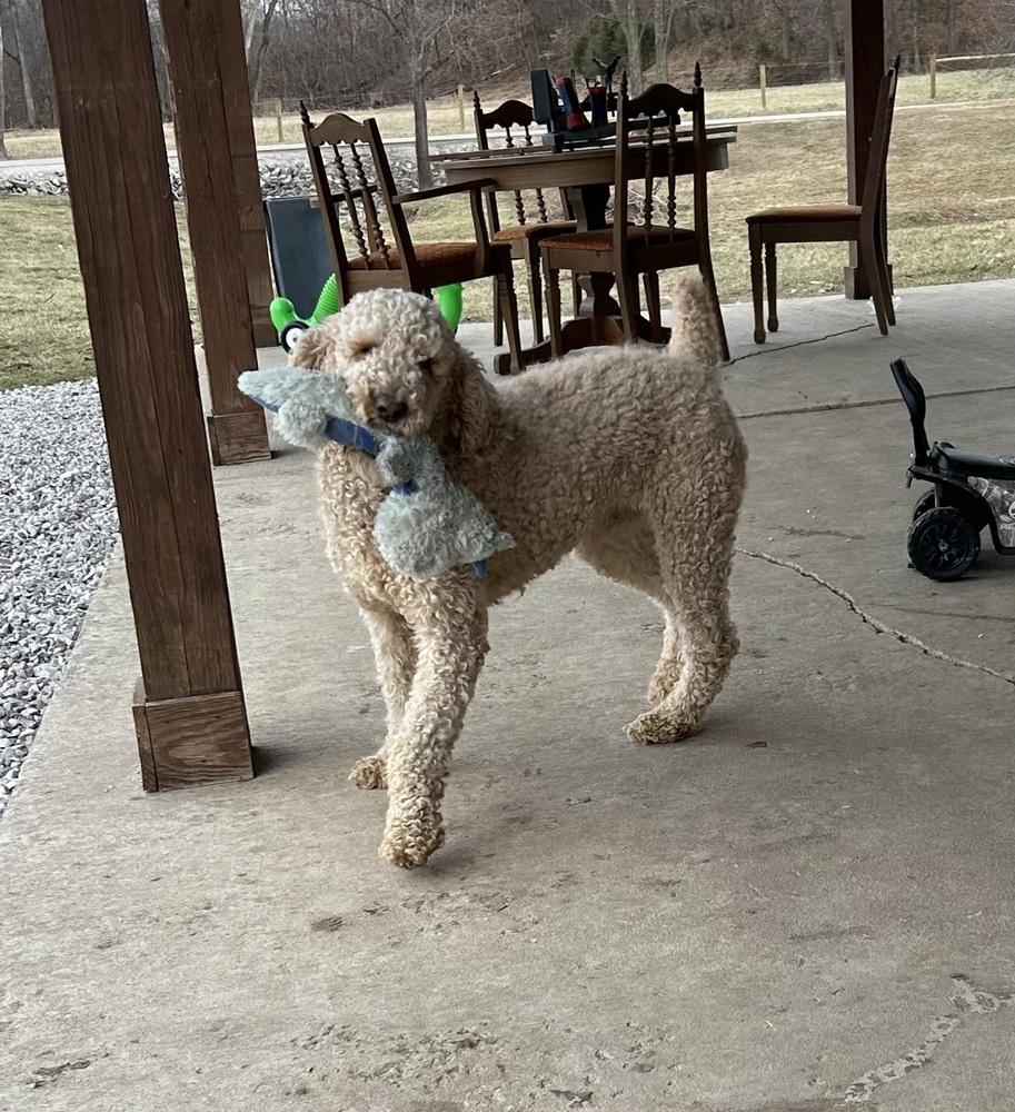 Biscuit, Adoptable, Adult Male Goldendoodle.