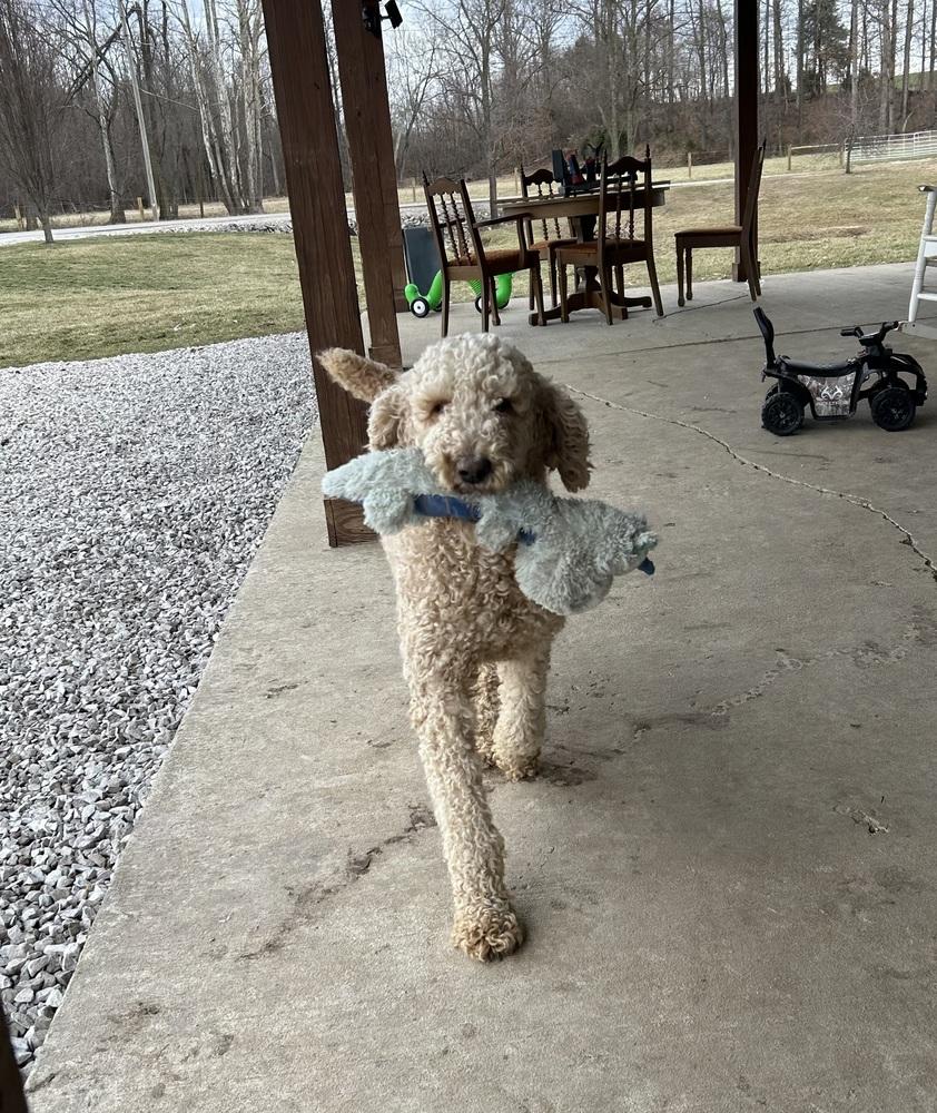 Enlarge Biscuit, a Adoptable mixed breed in Brownstown, IN image 2/3