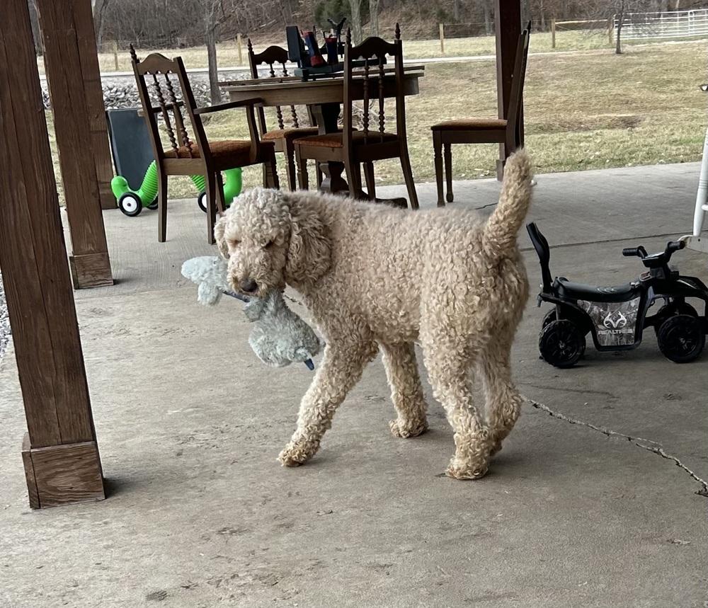 Enlarge Biscuit, a Adoptable mixed breed in Brownstown, IN image 3/3