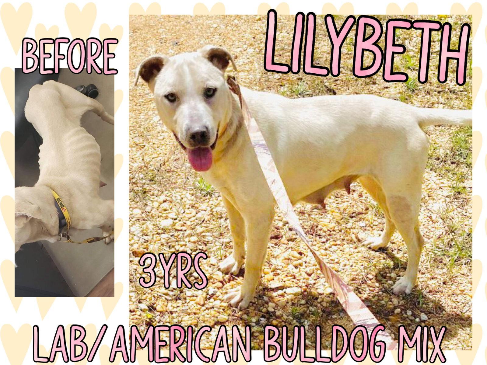 LilyBeth, Adoptable, Adult Female Yellow Labrador Retriever.