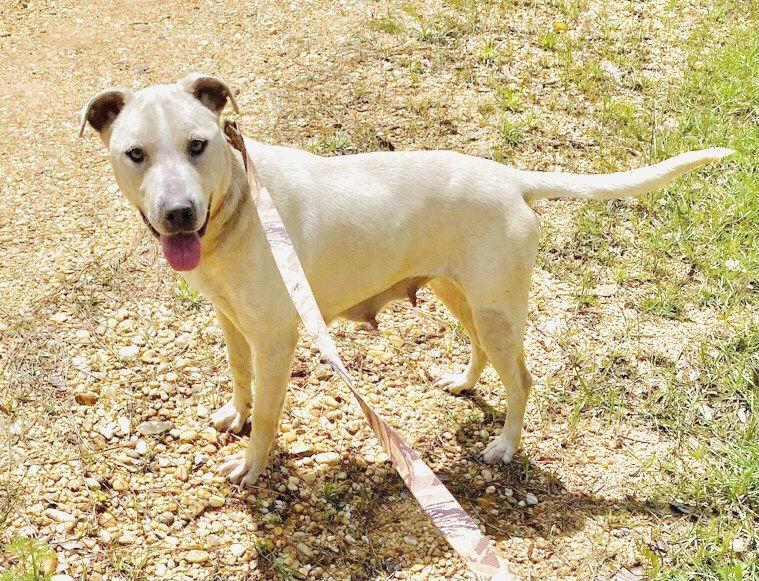 Enlarge LilyBeth, a Adoptable Yellow Labrador Retriever in Grand Bay, AL image 2/3