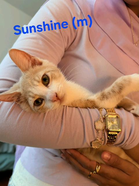 Sunshine and Skye - Sweet Kittens 3 Months, an adopted American Shorthair in Bristow, VA image 2/4