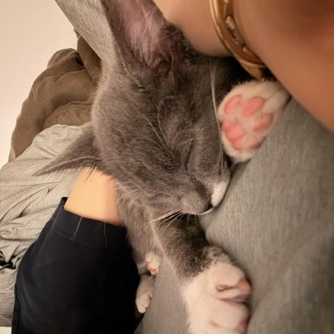 Sunshine and Skye - Sweet Kittens 3 Months, an adopted American Shorthair in Bristow, VA image 3/4