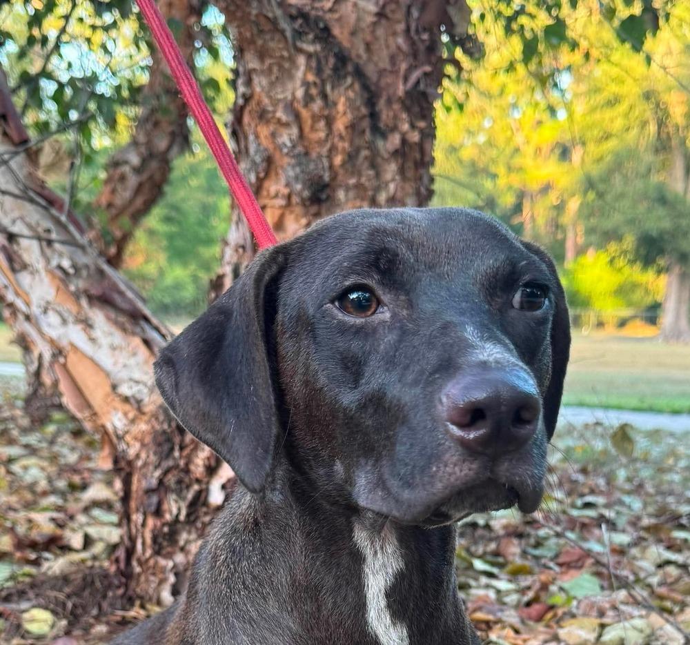 Bailey, Adoptable, Puppy Female Labrador Retriever & Pit Bull Terrier.