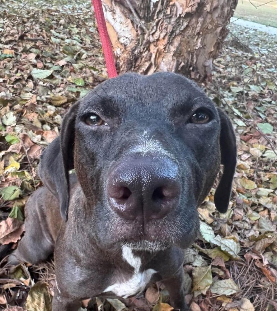 Enlarge Bailey, a Adoptable mixed breed in Syracuse, NY image 2/6